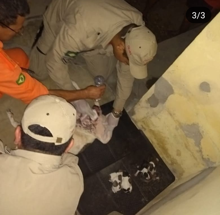 Bombeiros resgatam filhote de uma cadela preso entre duas paredes