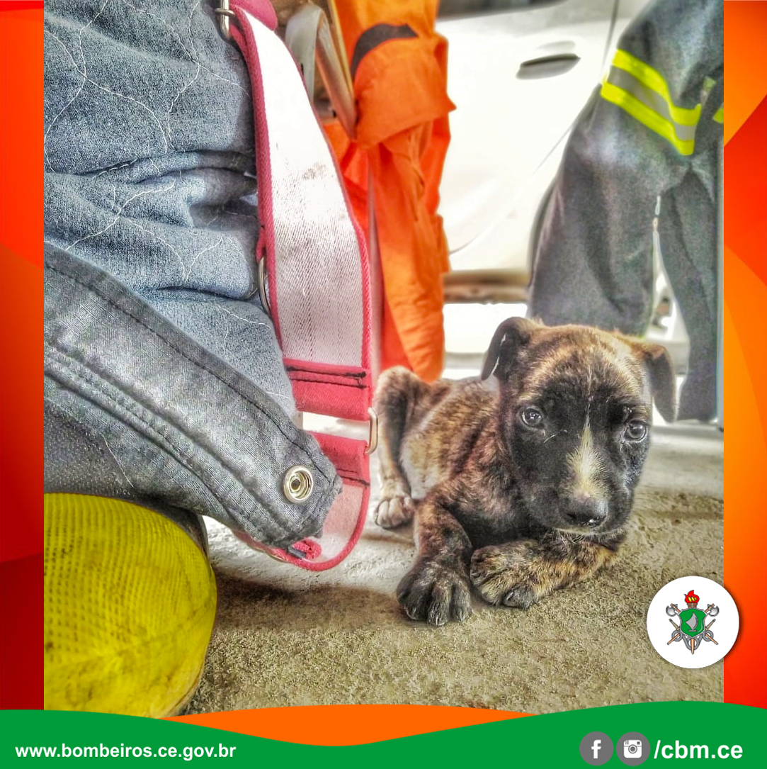 Bombeiros resgatam filhote de cachorro que caiu em bueiro, em Juazeiro do Norte