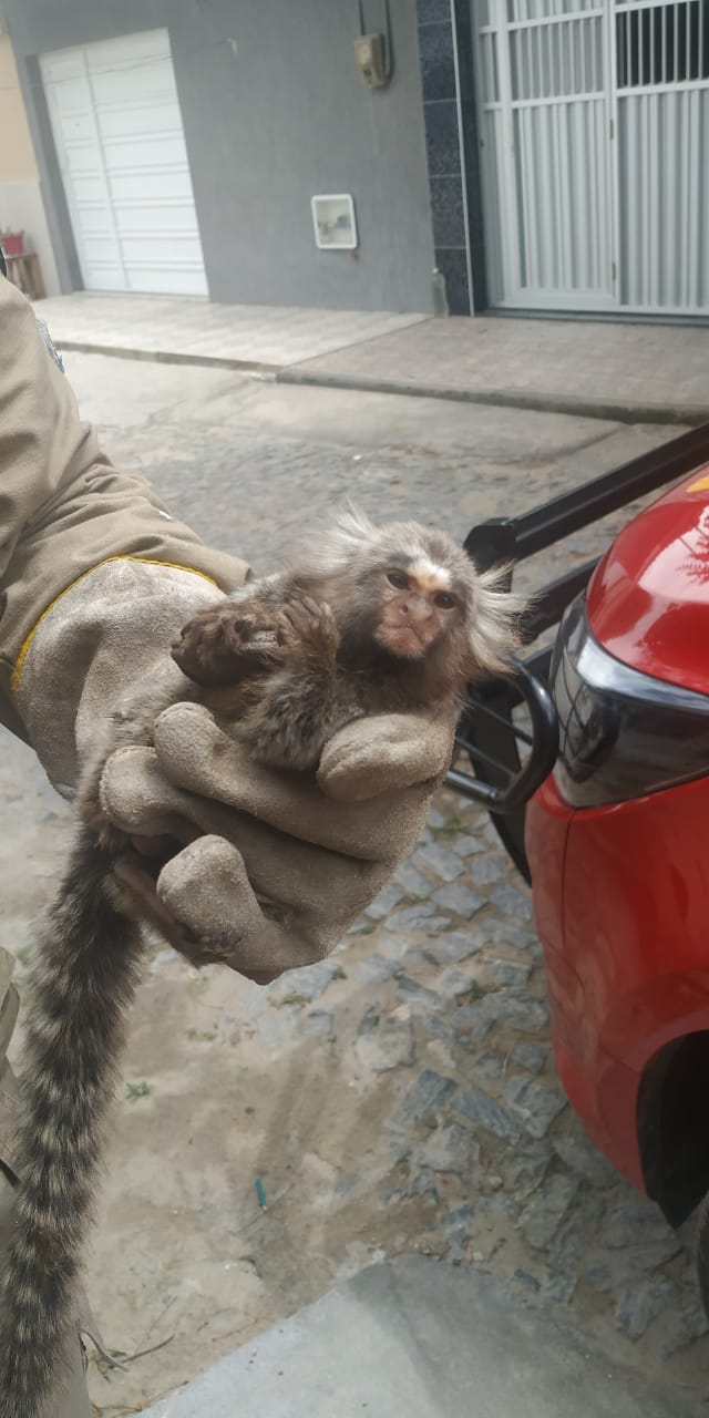 Macaco sagui: características e alimentação