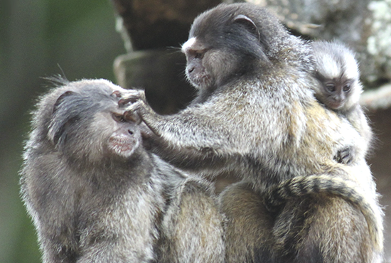 Macaco sagui é capturado com suspeita de raiva no Ceará