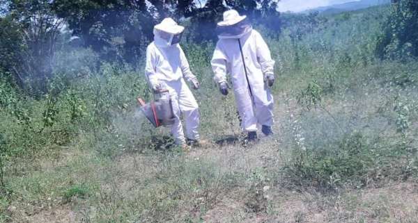 Bombeiros do Ceará orientam como proceder em caso de ataque de abelhas
