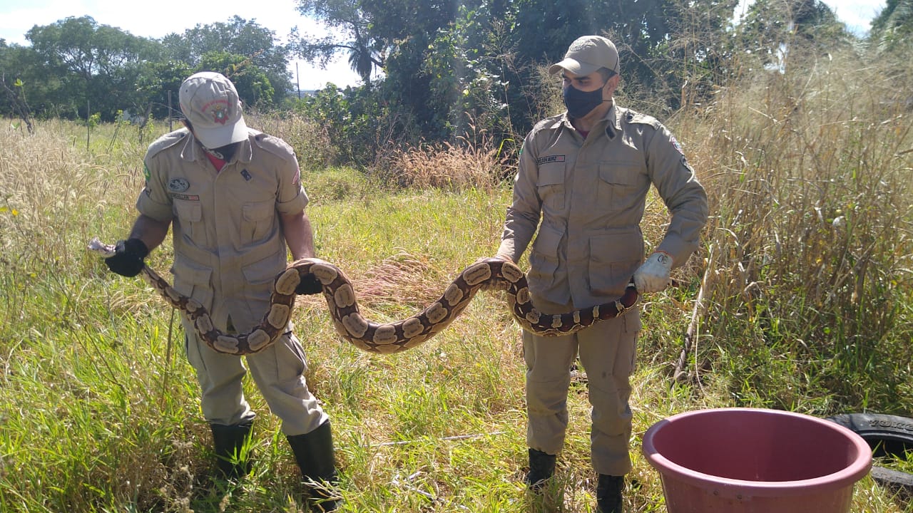 Bombeiros resgatam cobra Jiboia de dentro de pneu, em terreno no Crato