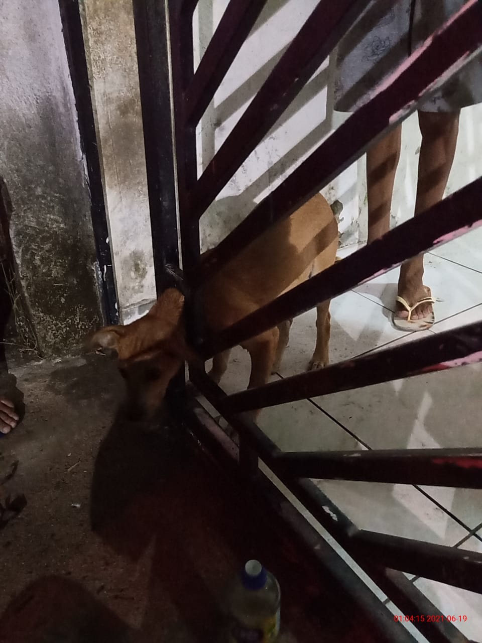 Corpo de Bombeiros resgata cachorro preso em grade de portão em Fortaleza