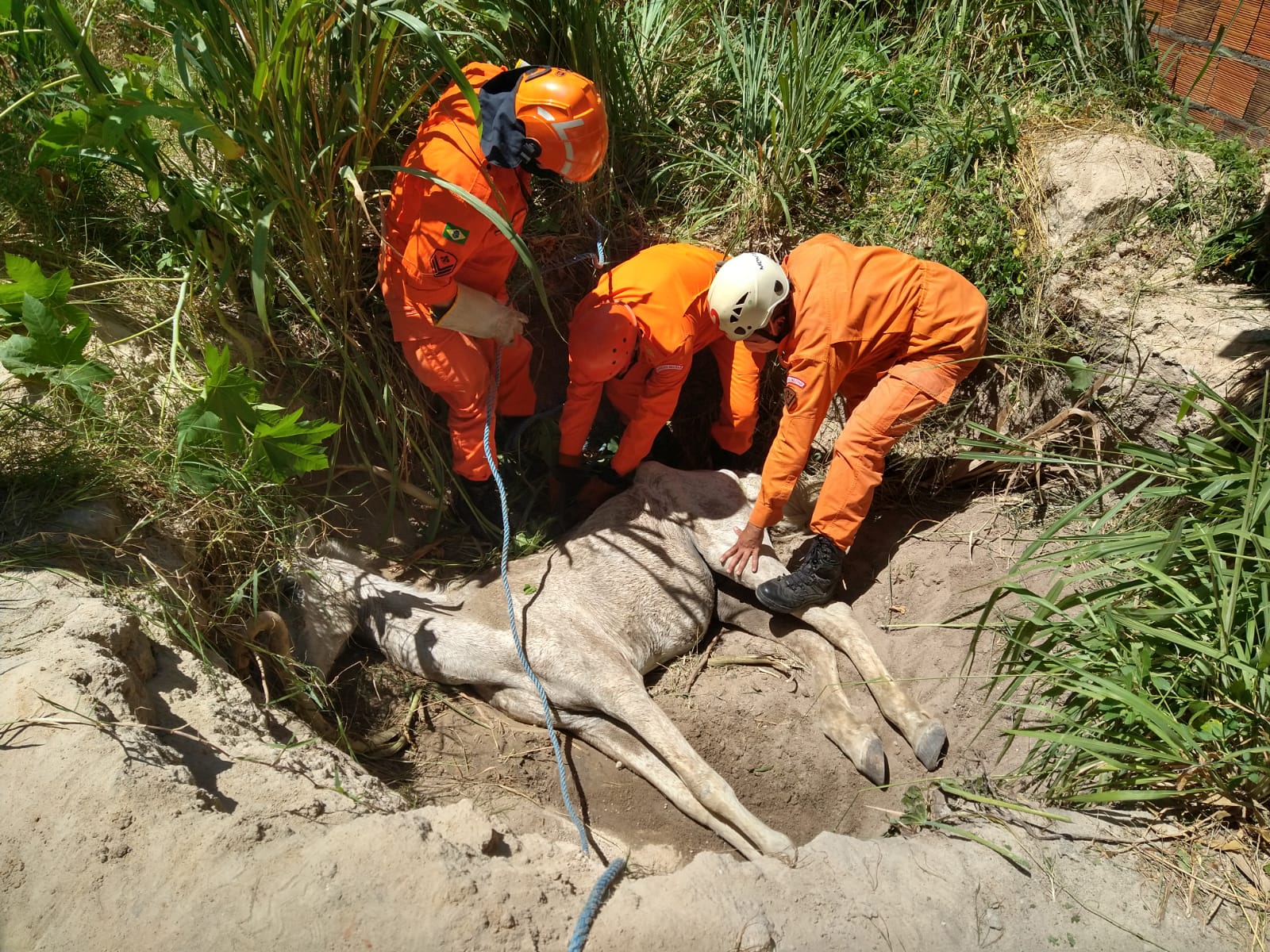 Corpo de Bombeiros resgata cavalo de buraco em Caucaia