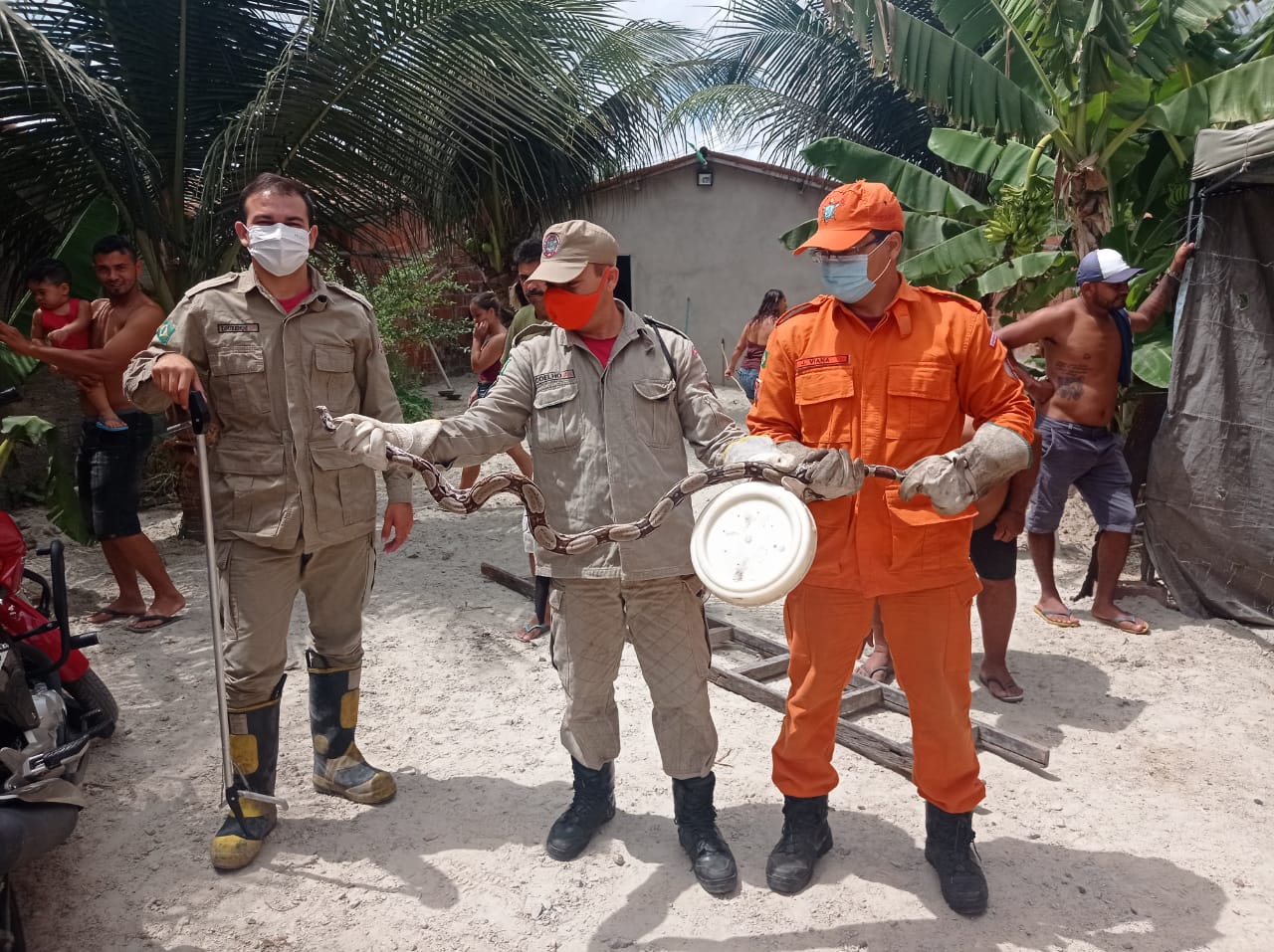 Corpo de Bombeiros resgata cobra jiboia de barraca no quintal em Itaitinga