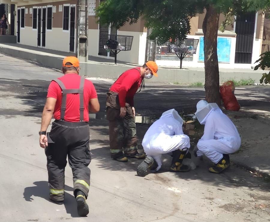 Corpo de Bombeiros resgata senhor e dois cachorros de ataque de abelhas