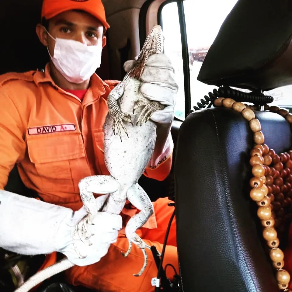 Corpo de Bombeiros resgata Iguanas e Cobras em Caucaia, Maracanaú e Canindé
