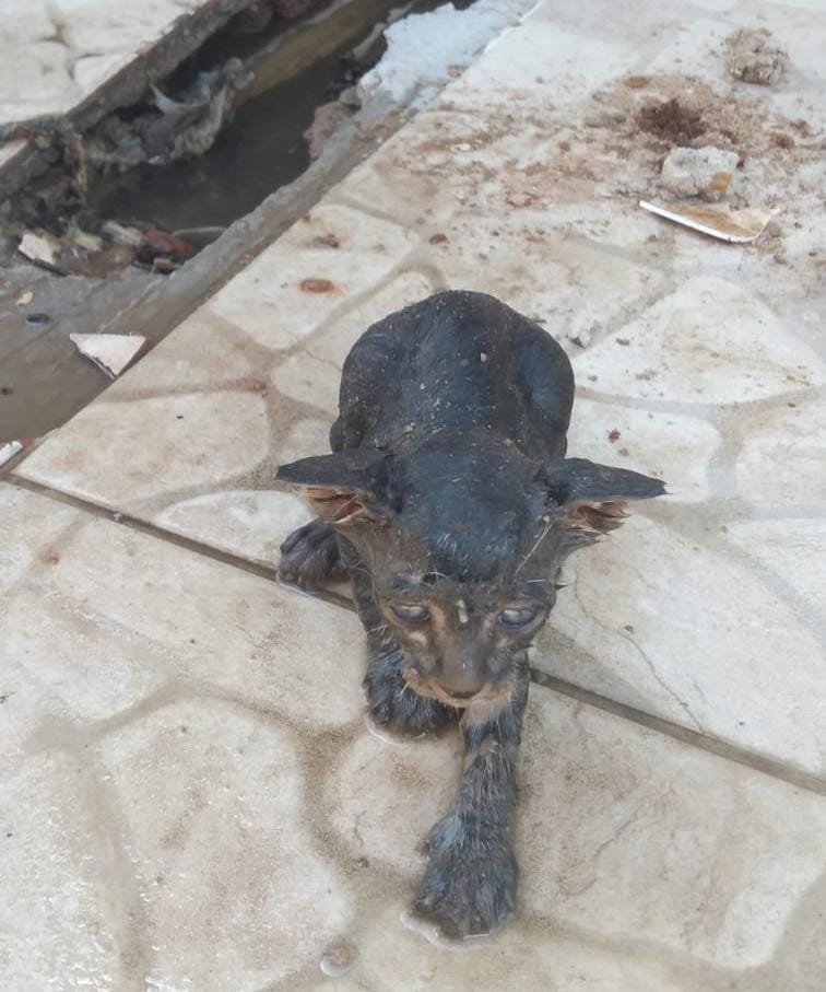 Corpo de Bombeiros resgata quatro filhotes de gato em Iguatu