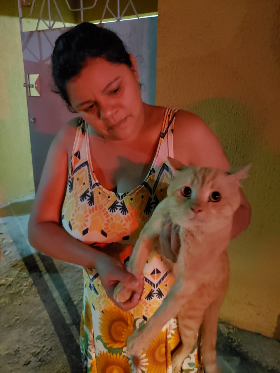 Corpo de Bombeiros resgata gato de local enclausurado em Horizonte