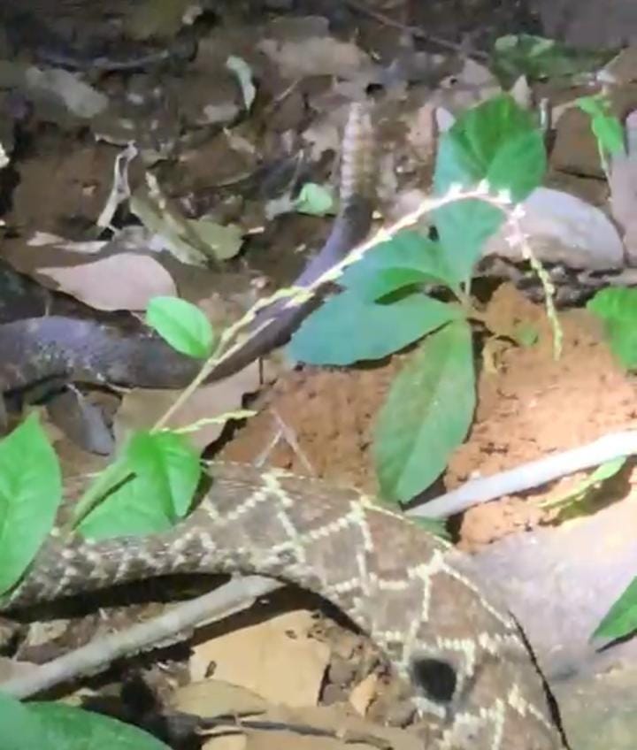 Corpo de Bombeiros resgata serpente mais venenosa no Brasil