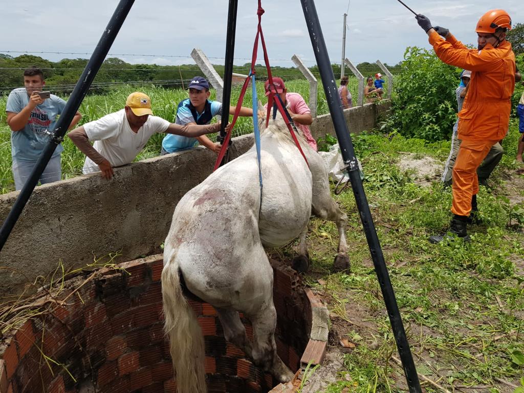 Cavalo se enforca com corda e é resgatado por moradores em SP