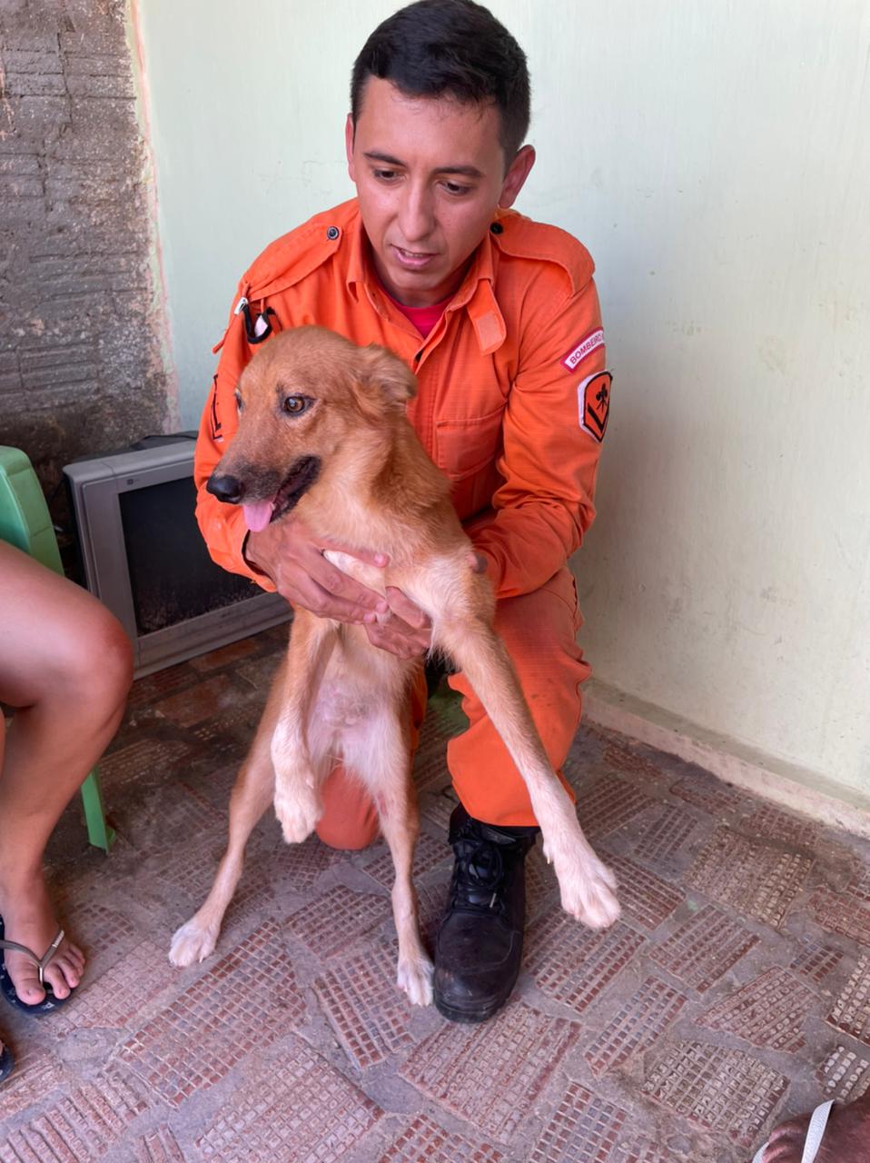 Corpo de Bombeiros resgata cadela entre paredes no Aracati