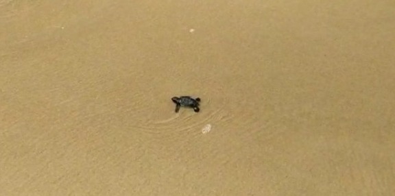 Corpo de Bombeiros e Gtar-Verdeluz presenciam dois ninhos com eclosão de 190 tartarugas de Pente