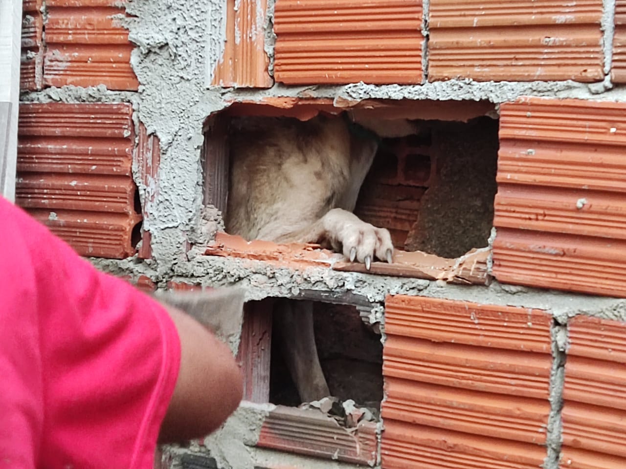 Corpo de Bombeiros resgata cão entre paredes em Quixeramobim