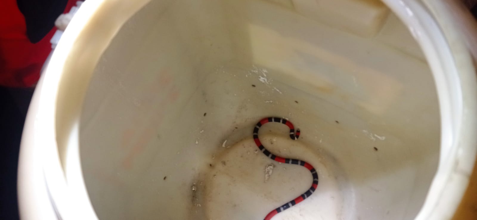 Cobra coral: Corpo de Bombeiros resgata serpente mais venenosa no Brasil em Itaitinga