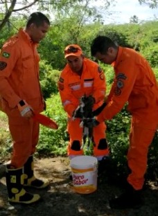 Corpo de Bombeiros resgata gato de motor de carro em Canindé