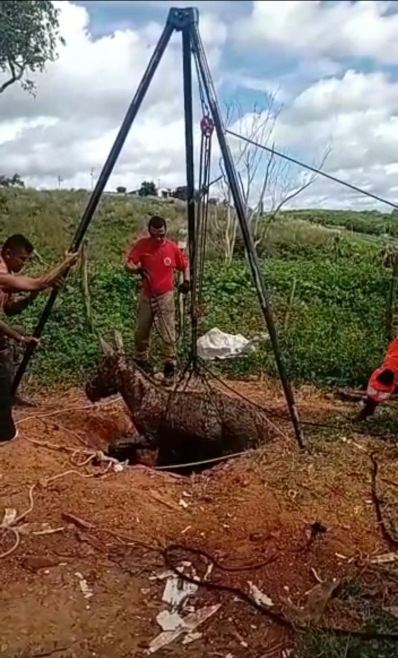 Corpo de Bombeiros resgata jumento de fossa séptica em Quixeramobim 