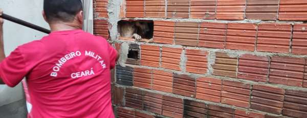 Corpo de Bombeiros resgata cão entre paredes em Quixeramobim