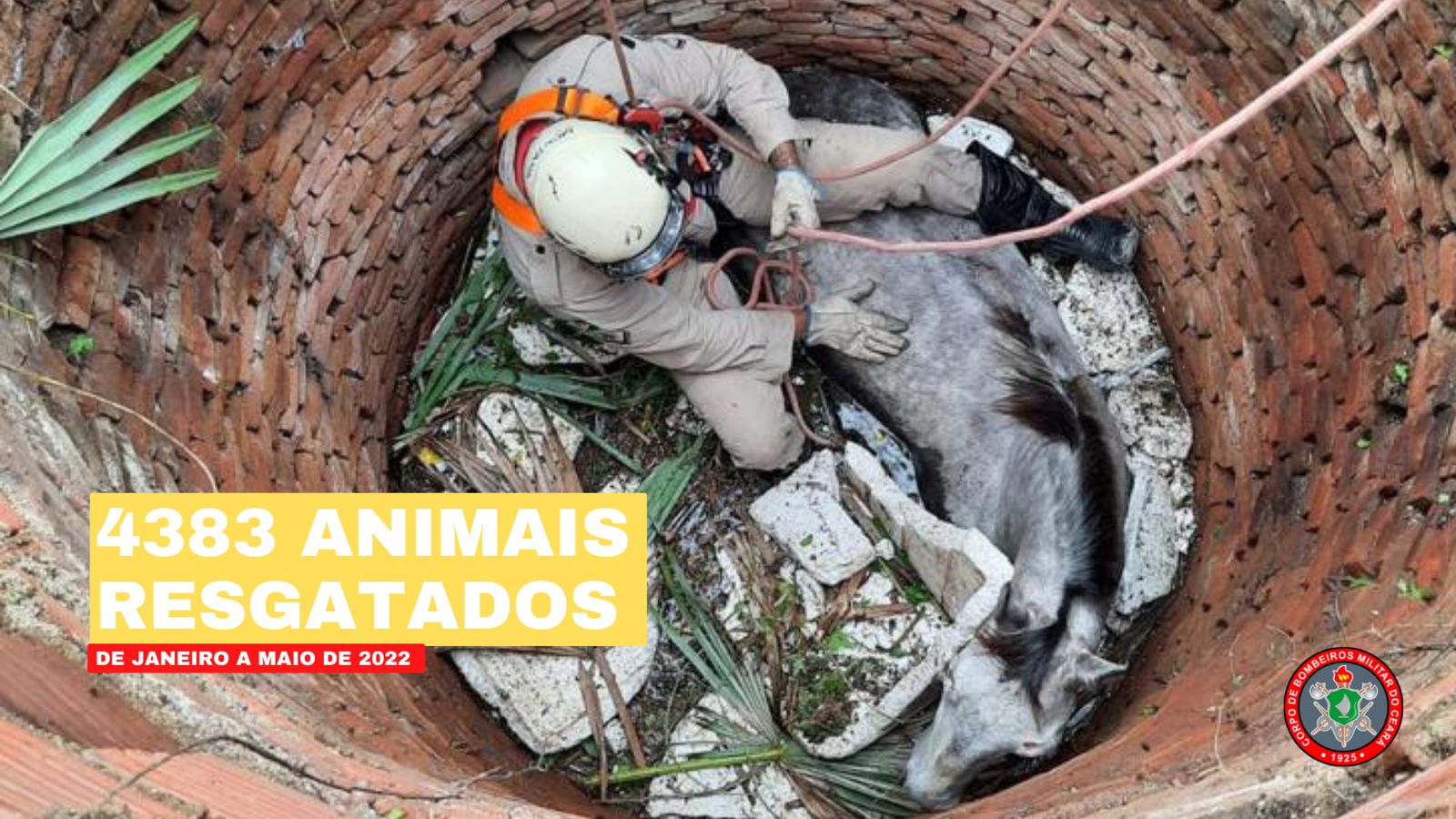 Corpo de Bombeiros resgatou mais de quatro mil animais em 2022