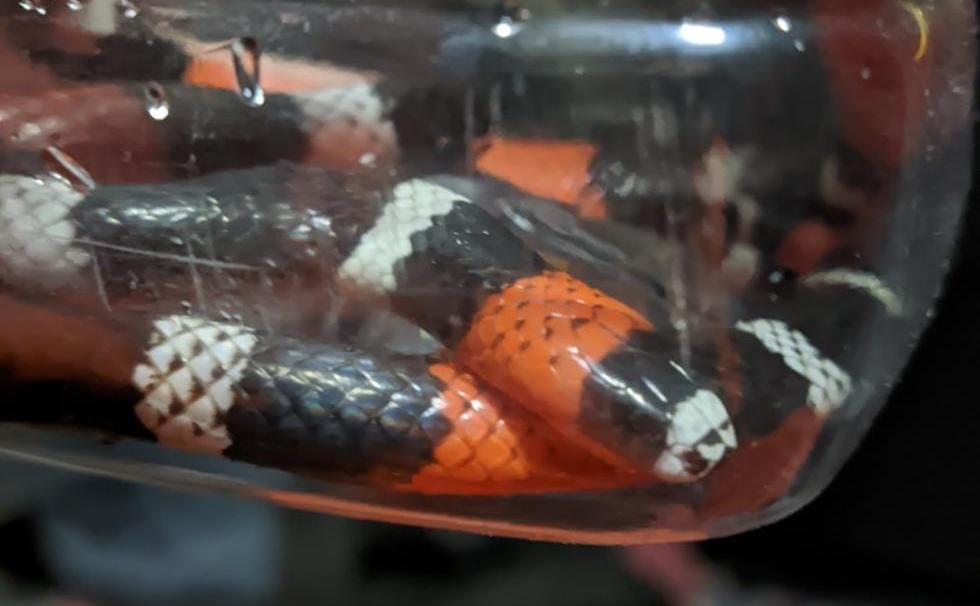 Cobra mais venenosa do Brasil é resgatada em Itaitinga