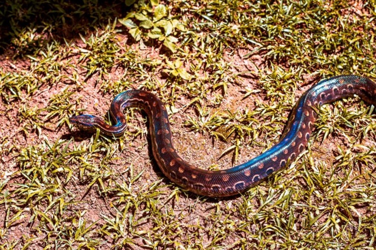 Cobra azul???? Existe ????