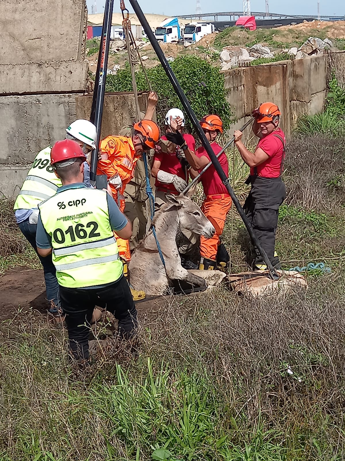 Corpo de Bombeiros resgatam Jumento em São Gonçalo do Amarante