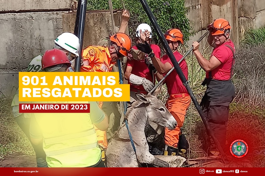 901 animais foram resgatados pelo Corpo de Bombeiros em Janeiro de 2023