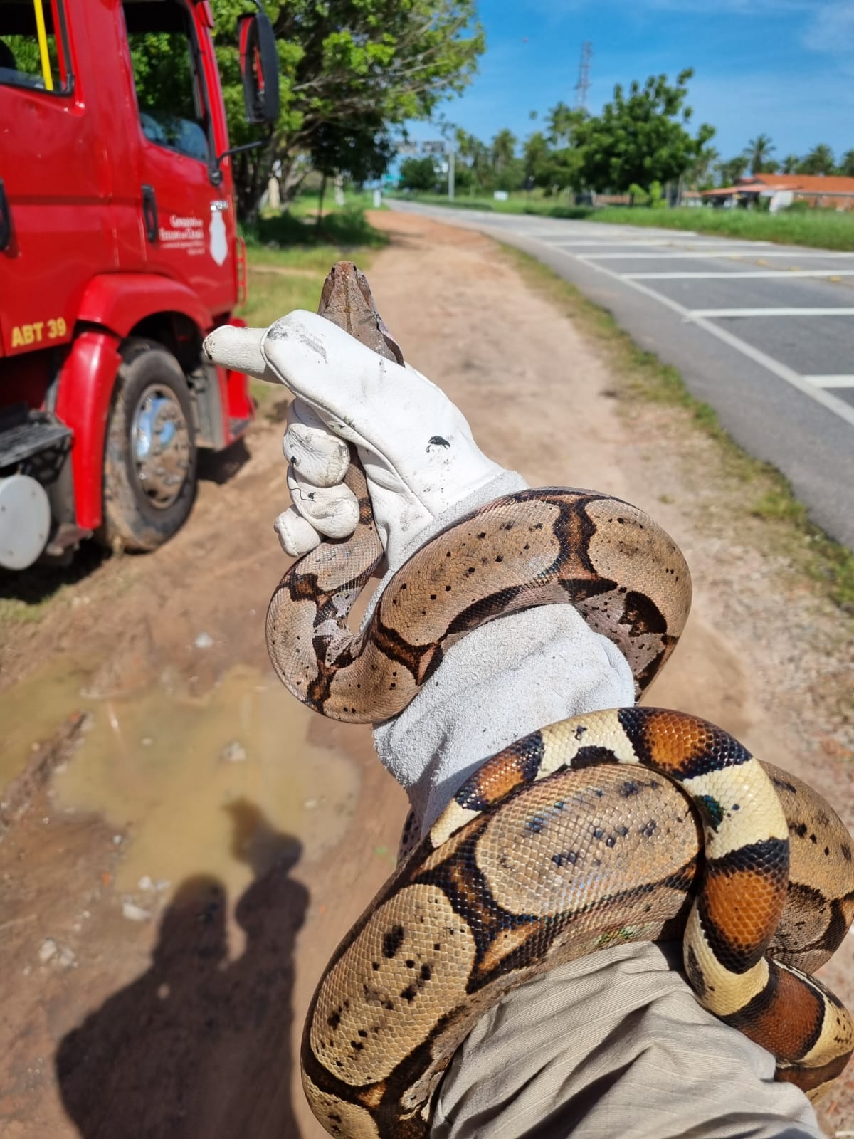 Corpo de Bombeiros resgata cobra cascavel no município de Choró