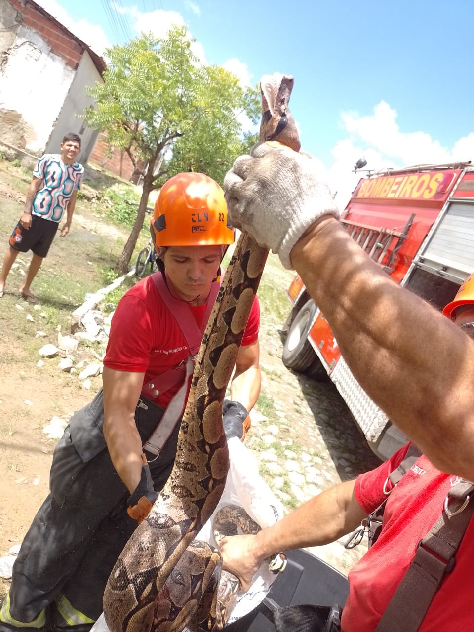 Corpo de Bombeiros resgata serpente Jiboia em São Gonçalo do Amarante