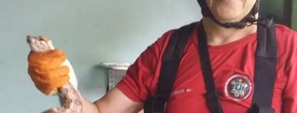 Corpo de Bombeiros resgata serpente em telhado de residência no Itapery
