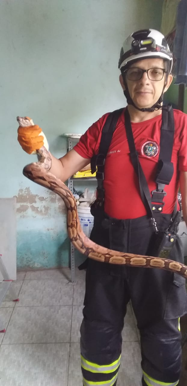 Corpo de Bombeiros resgata serpente em telhado de residência no Itapery