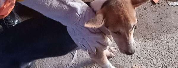 Corpo de Bombeiros resgata cão entre paredes no Castelão
