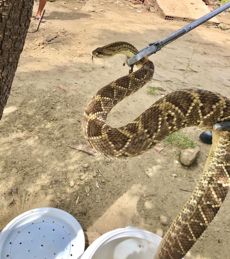 Corpo de Bombeiros resgata serpente mais venenosa no Brasil