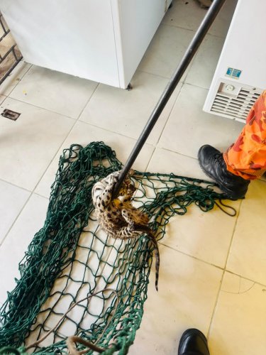 Filhote de felino gato-maracajá é resgatado em Fortaleza