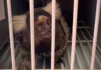 Corpo de Bombeiros resgata macaco com suspeita de raiva