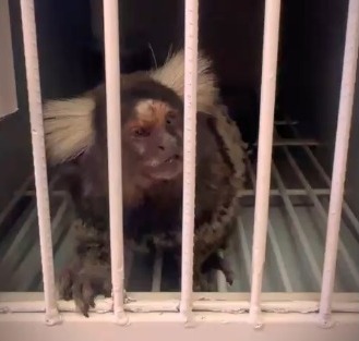 Macaco sagui é capturado com suspeita de raiva no Ceará