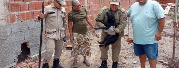 Corpo de Bombeiros resgata animal preso entre paredes em Horizonte