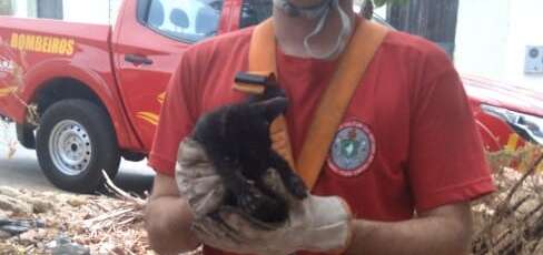 Bombeiros resgatam cobra Jiboia de dentro de pneu, em terreno no Crato