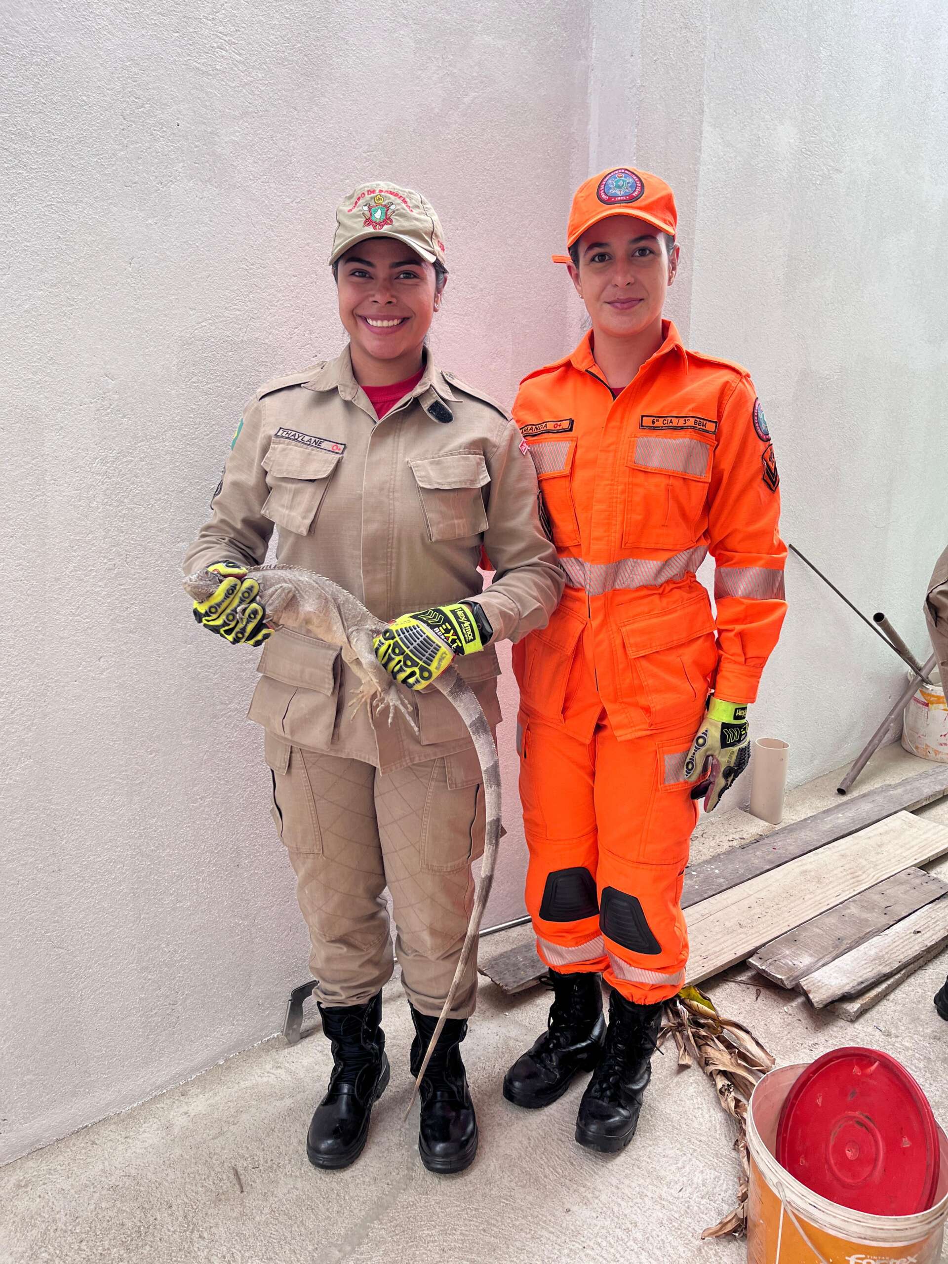 Corpo de Bombeiros resgata duas iguanas em Canindé