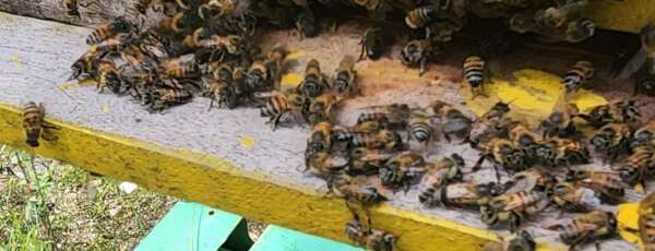 Bombeiros militares aprimoram habilidades no projeto resgate salva abelhas
