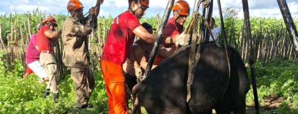 Bombeiros Militares salvam toro de poço em Russas