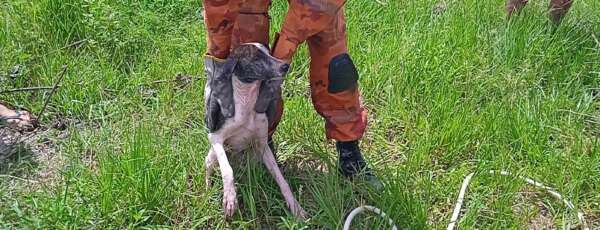 Salvamento 2 resgata cão de poço na Lagoa Redonda