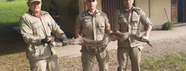 Corpo de Bombeiros resgata serpente jiboia no Crato