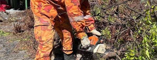 Corte de árvores: CBMCE cortou mais de 600 no primeiro quadrimestre de 2025