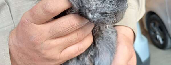 CBMCE realiza quase 6 mil resgates de animais no primeiro semestre de 2025