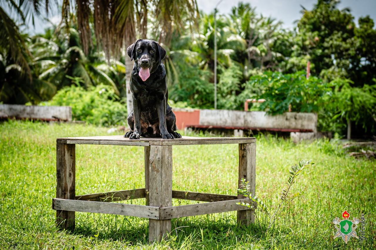 CBMCE | CBCÃES – Nota de pesar do Cão Zeus