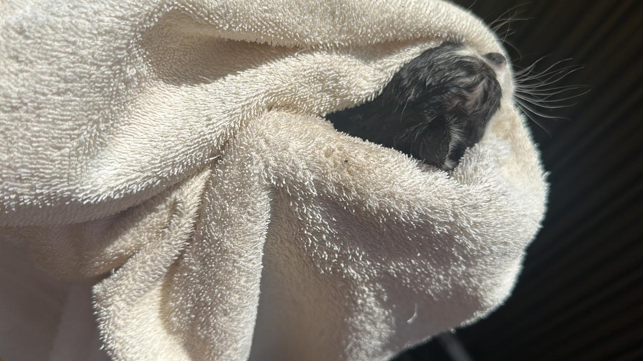 CBMCE resgata filhote de gato de tubulação